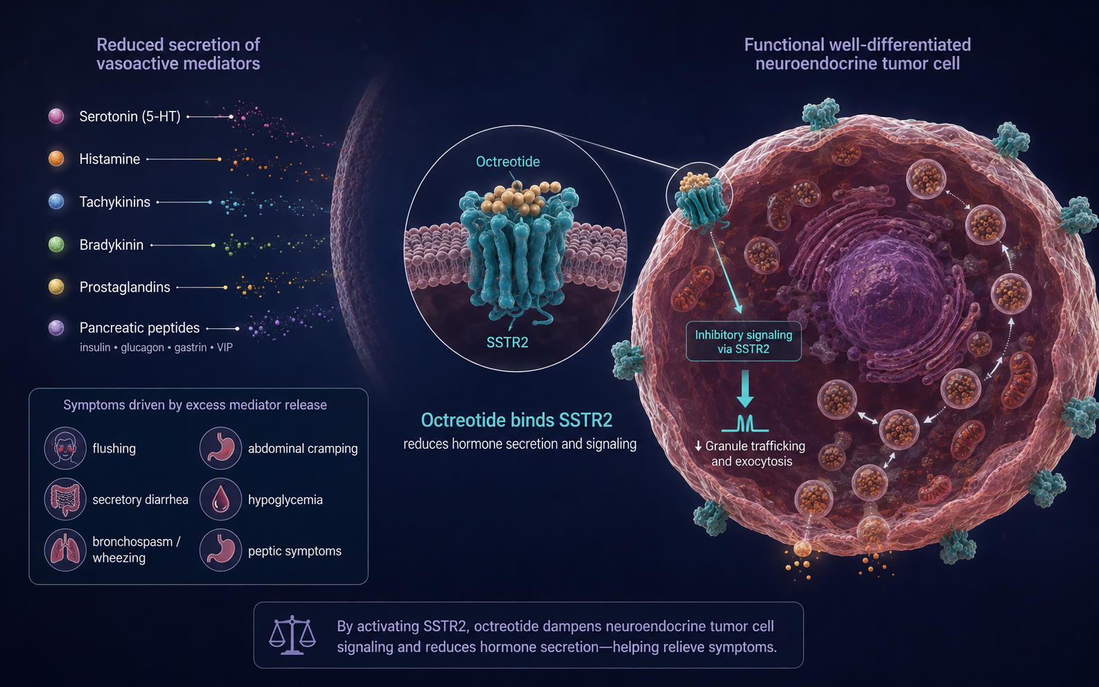 Conceptual functional neuroendocrine tumor cell with secretory granules and SSTR2 receptors. A magnified view shows octreotide bound to SSTR2, inhibitory signaling, and reduced granule trafficking and exocytosis. Labeled mediators include serotonin, histamine, tachykinins, bradykinin, prostaglandins, insulin, glucagon, gastrin, and VIP, with associated symptoms including flushing, secretory diarrhea, wheezing, abdominal cramping, hypoglycemia, and peptic symptoms.